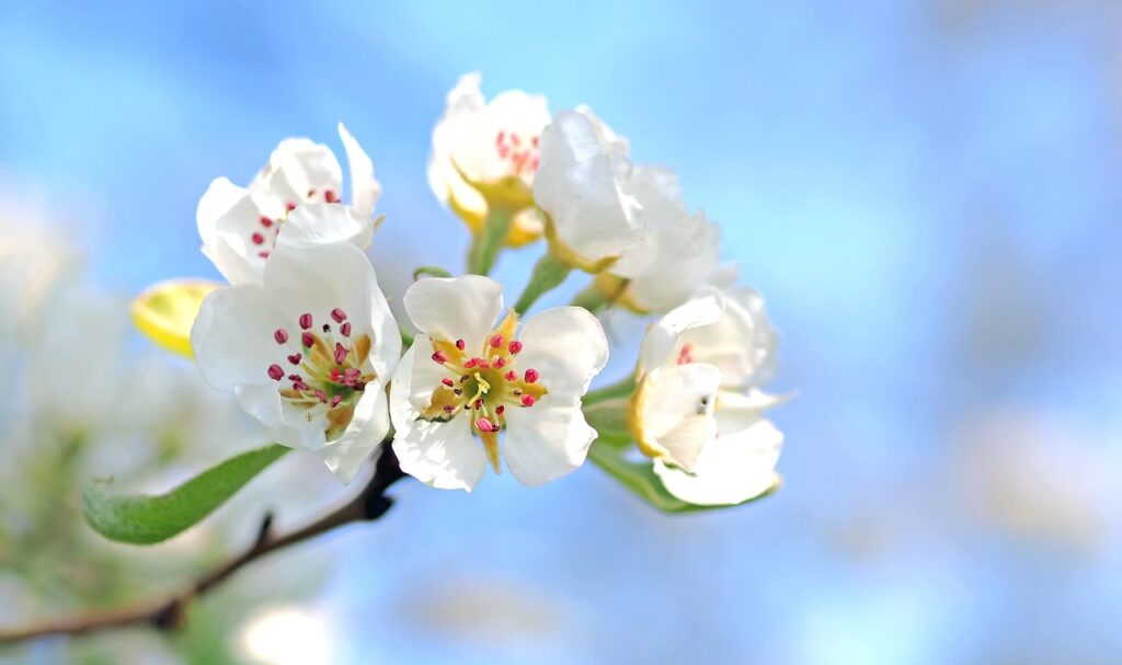 apple blossom, flowers, flower wallpaper, tree, apple tree, white flowers, branch, spring flower, spring, flower background, bloom, blossom, beautiful flowers, apple tree flowers, garden, nature, closeup