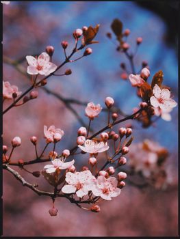 blooming season in Berlin