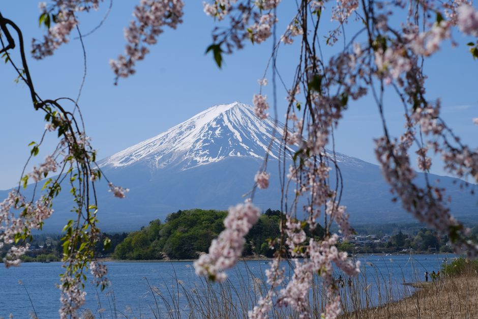 Beautiful view of Mount Fuji framed by cherry blossoms in spring, with clear blue skies.