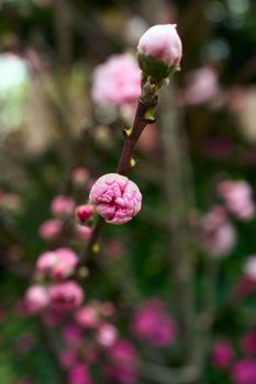 A detailed view of pink cherry blossom buds on a branch, signaling the onset of spring.